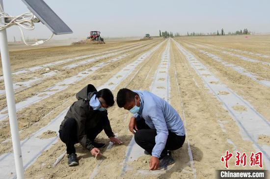新疆两名“90后”挑战管理3000亩棉田 亩产要达300公斤以上